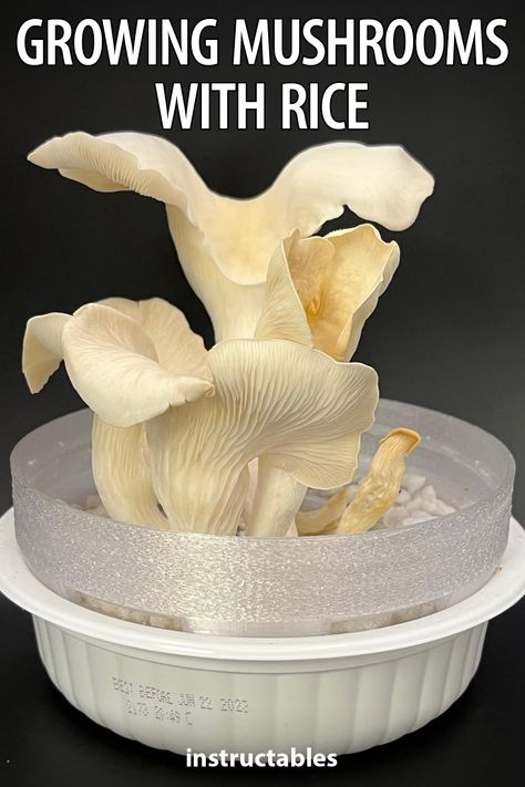 Grow Mushrooms, Growing Mushrooms At Home, Mushroom Varieties, Mushroom Cultivation, Bubble Wands, Self Watering, Pvc Pipe, Hot Glue, To Grow