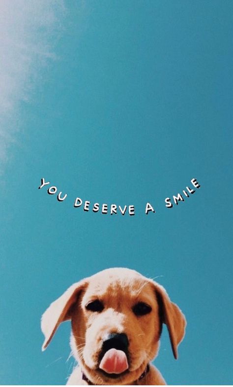 vibeymoods | VSCO Vsco Aesthetic Pictures For Wall, Puppy Wallpaper Iphone, Puppy Backgrounds, Vsco Wallpaper, Regnul Animal, Cute Dog Wallpaper, Puppy Wallpaper, Wallpaper Disney, Funny Iphone Wallpaper