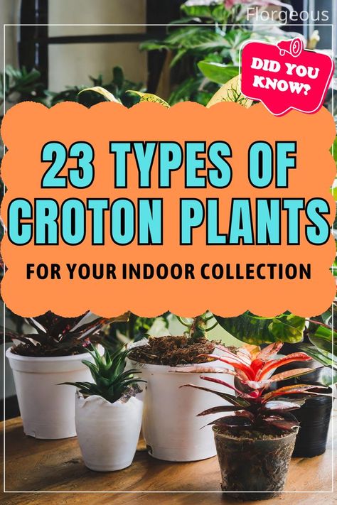 Croton Types Croton Plant Care, Croton Plant, Plants To Grow, Leaf Shapes, The Galaxy, Plant Care, Color Splash, To Grow, Plants