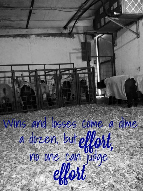 No one can judge your effort... Cattle Quotes, Livestock Quotes, Ffa Ideas, Judge Quotes, Livestock Showing, Horse Show Mom, Show Rabbits, Cow Quotes, Livestock Barn