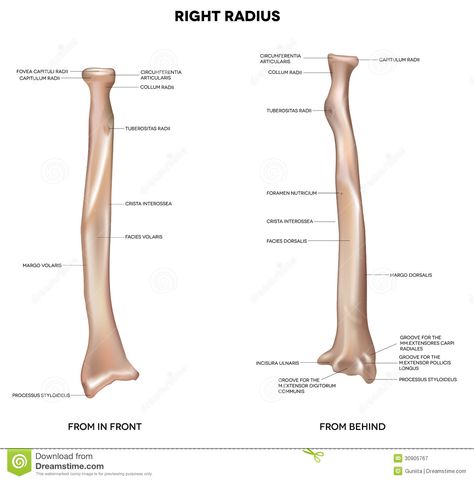 Radius Appendicular Skeleton, Ulna Bone, Radius Bone, Skeleton System, Human Body Structure, Types Of Bones, Anatomy Images, Body Bones, Anatomy Bones