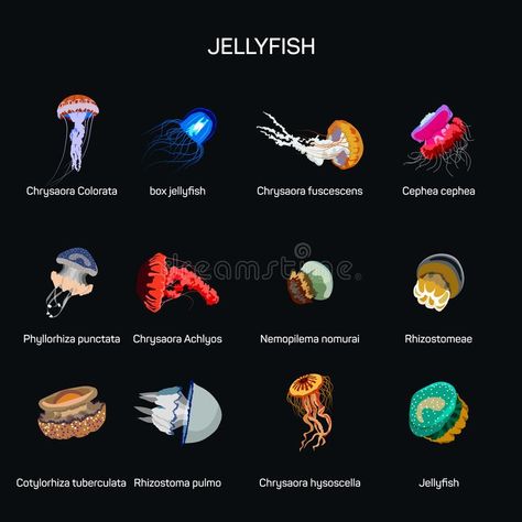 Jellyfish Species, Jellyfish, Sea Life, Google Search, Animals, Movie Posters, Film Posters