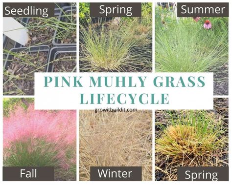 Pink Muhly Grass Ideas Landscape Design, Zone 5 Ornamental Grasses, Pink Muhly Grass Landscapes, Cabin Landscaping, Pink Muhly, Pink Gardens, Southern Gardens, Texas Landscaping, Planting Schemes