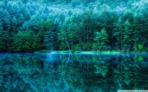 Japanese Forest Wallpapers - Top Free Japanese Forest Backgrounds - WallpaperAccess Forest Iphone Wallpaper, Teal Wallpaper Iphone, Japanese Forest, Wallpaper Estetika, Wallpaper Homescreen, Nature Iphone Wallpaper, Teal Wallpaper, Iphone Wallpaper Images, Teal Background