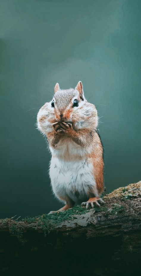 #cute #iphone #wallpaper #animals #squirrel #pinterest Squirrel Wallpaper Iphone, Iphone Wallpaper Animals, Cute Squirrel Wallpaper, Squirrel Wallpaper, Cute Iphone Wallpaper, Backgrounds Ideas, Eastern Gray Squirrel, Wallpaper Animals, Backgrounds Phone