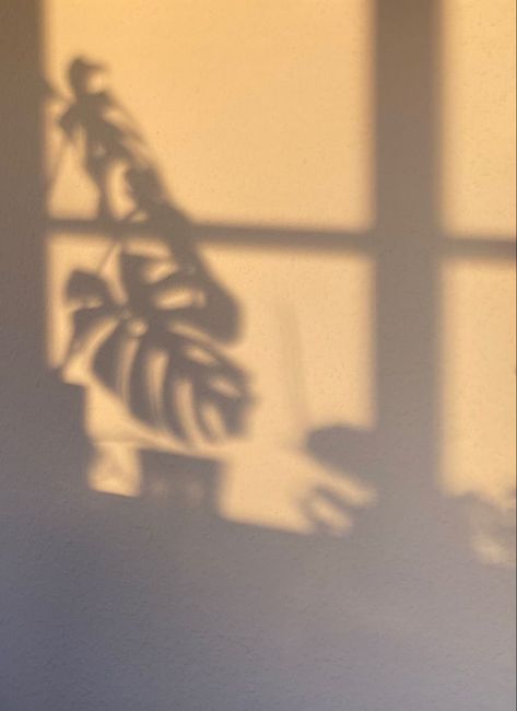 monstera plant green shadow monsteraleaf Plant Shadow Photography, Plant Shadow Aesthetic, Monstera Leaf Aesthetic, Sunlight Shadow Aesthetic, Monstera Plant Aesthetic, Chill Photoshoot, Monstera Aesthetic, Monsters Aesthetic, Wedding Bg