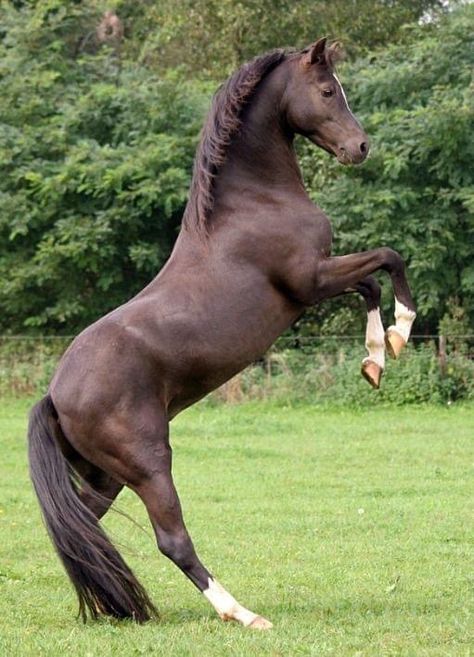 Welsh pony Horse Neighing, Horse Standing, Welsh Pony, Beautiful Horse Pictures, Cute Ponies, Most Beautiful Horses, Majestic Horse, Brown Horse, Miniature Horse