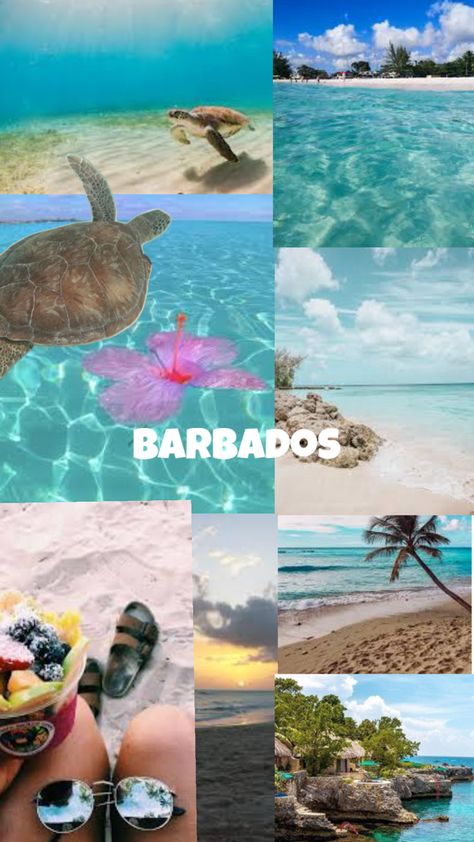 The lovely aesthetic Barbados Barbados Aesthetic, Lovely Aesthetic, Barbados Travel, America Travel, Barbados, Travel Aesthetic, Travel Dreams, Cute Drawings, Travel