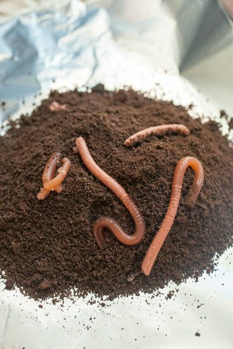 Worms In Dirt, Edible Dirt, Dirt Dessert, Food Pranks, Fun Holiday Food, Dirt Cake, Halloween Food Treats, Crushed Oreos, Halloween Recipe