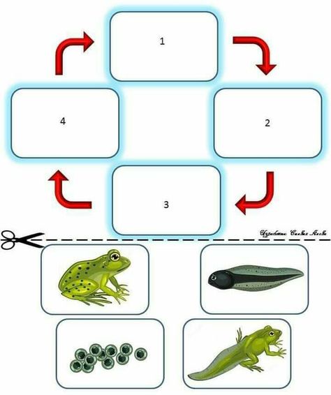 Life Cycle Worksheet, Life Cycles Preschool, Frog Activities, Frog Life Cycle, Frog Life, Work Activities, Montessori Materials, Kids Learning Activities, Teaching Aids