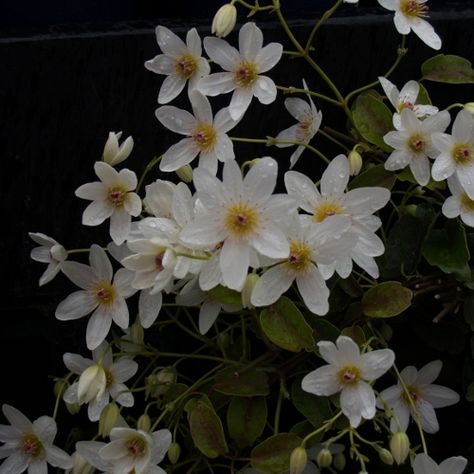 Range of Climbers and Vines/Evergreen Climbers at the Wairere Nursery Online Shop Clematis Paniculata, Clematis Armandii, Climbing Clematis, Evergreen Climbers, Chocolate Showpiece, Plants Are Friends, Climbing Vines, Ornamental Trees, Fragrant Flowers