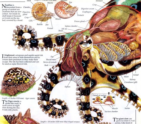 Octopus Mouth, Octopus Anatomy, Internal Anatomy, Mythical Sea Creatures, Mouth Drawing, Animal Anatomy, Diagram Design, Felix The Cats, Scientific Illustration