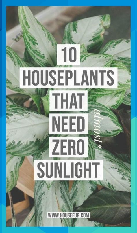 10 Houseplants That Need (Almost) Zero Sunlight | House Fur #reymundo13999 Low Light House Plants, Houseplants Low Light, نباتات منزلية, Household Plants, Decor Western, Inside Plants, Growing Plants Indoors, Best Indoor Plants, Low Light Plants