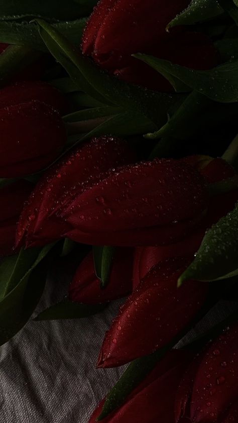 Maroon Aesthetic, Burgundy Aesthetic, Dark Red Wallpaper, Flowers Photography Wallpaper, Dark Style, Wallpaper Dark, Nothing But Flowers, Dark Feminine Aesthetic, Red Tulips