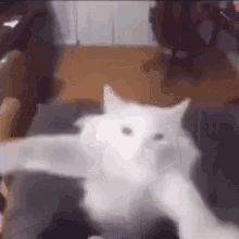 Cat GIFs | Tenor Cat Stimboard, Body Regulation, Dancing Cat Gif, White Cat Meme, Happy Cat Gif, Silly Gifs, Drunk Cat, Cat Reaction, Discord Stickers