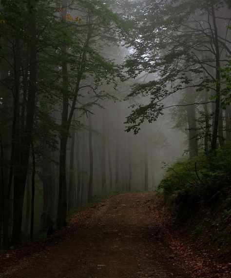 Dark Appalachia, Dark Widgets, Misty Trees, Rangers Apprentice, Dark Forest Aesthetic, Forest Aesthetic, Dark Forest, Nature Aesthetic, My Happy Place