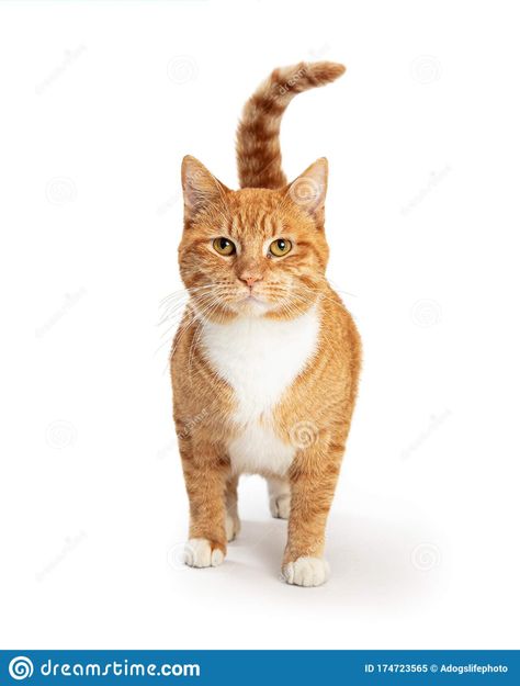 Orange And White Tabby, White Tabby Cat, White Fur, Orange Cat, Tabby Cat, Looking Forward, Png Image, Feline, Stock Images