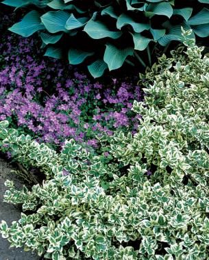 Variegated Euonymous Wintercreeper Euonymus Fortunei, Twig Dogwood, Low Maintenance Shrubs, Ground Covers, Garden Shrubs, Fine Gardening, Landscape Plants, Low Maintenance Garden, Diy Gardening