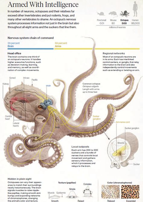 Octapus Octopus Anatomy, Octopus Facts, Giant Pacific Octopus, Octopus Art, Marine Biologist, Animal Science, Scientific Illustration, Marine Biology, Animal Facts