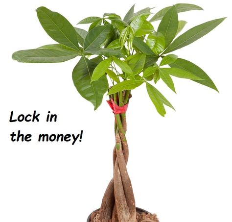 Money Tree Plant Meaning, Prosperity Plants, Cucumber Companion Plants, Plants Decoration Ideas, Plant Meanings, Tree Meanings, Indoor Hanging Plants, Money Plants, Feng Shui Plants