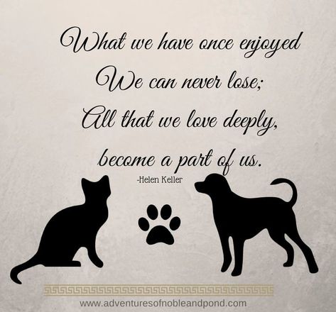 What we have once enjoyed We can never lose; All that we love deeply, became a part of us. -Helen Keller Quotes For Pets, Quotes About Pets, Pet Sayings, The Loss Of A Pet, Cat Poems, Pet Remembrance, Helen Keller, Baby Memories, Cat Quotes