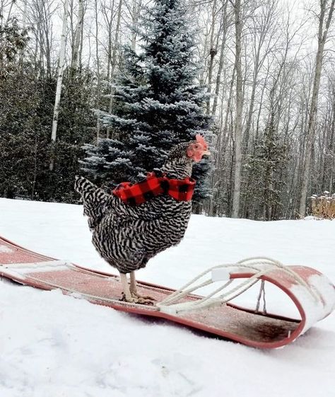 Facebook Farm Animal Christmas Pictures, Christmas Farm Aesthetic, Winter On The Farm, Outdoor Holiday Photoshoot, Snow Family Pictures, Homestead Aesthetic, Funny Chickens, Winter Blessings, Christmas On The Farm