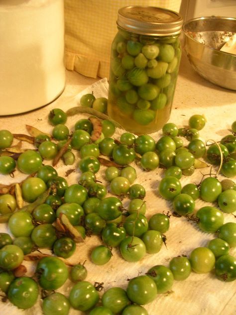 10 recipes to do with green tomatoes. Need to remember this at the end of the growing season. Cherry Green Tomato Recipes, What To Do With End Of Season Green Tomatoes, Green Cherry Tomato Salsa, Green Cherry Tomatoes What To Do With, Green Cherry Tomatoes Recipes, What To Do With Green Cherry Tomatoes, Green Cherry Tomato Recipes, Pickled Green Cherry Tomatoes Recipe, Green Cherry Tomatoes