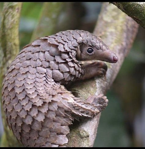 A Pangolin. They are one of the most trafficked mammal due to there scales and in China there meat is considered… | Wild animals photography, Rare animals, Pangolin Rare Animals Photography, Pangolin Photography, Baby Pangolin, Pangolin Art, No Teeth, Wild Animals Photography, Unusual Animals, Rare Animals, Pretty Animals