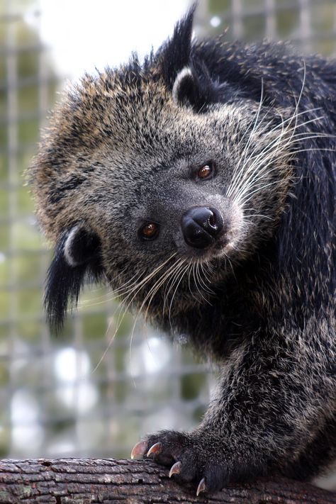 “Binturong” 💠 Post by Thingie Unusual Animals, Rare Animals, Cute Wild Animals, Weird Animals, Unique Animals, Animal Wallpaper, Animal Planet, Forest Animals, Nature Animals