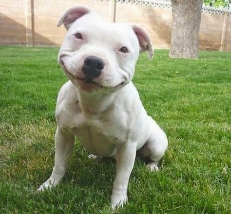 Dog Dimples Staffordshire Terriers, Love My Dog, Smiling Dogs, It's Friday, Baby Dogs, Happy Dogs, Pitbull, I Love Dogs, The Words