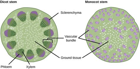 Part A is cross section of a dicot stem. In the center of the stem is ground tissue. Symmetrically arranged near the outside of the stem are egg-shaped vascular bundles; the narrow end of the egg points inward. The inner part of the vascular bundle is xylem tissue, and the outer part is sclerenchyma tissue. Sandwiched between the xylem and sclerenchyma is the phloem. Part B is a cross section of a monocot stem. In the monocot stem, the vascular bundles are scattered throughout the ground tissue. Ground Tissue, Plant Physiology, Cell Forms, Plant Structure, Tissue Types, Plant Tissue, Notes Online, Biology Notes, Plant Cell