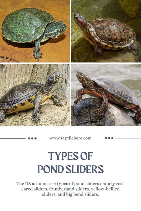 #Types of Pond Sliders  #Pond Sliders  #turtles Yellow Bellied Slider, Turtle Species, Red Eared Slider Turtle, Slider Turtle, Red Eared Slider, Reptile Room, Aquatic Turtles, Cute Reptiles, Baby Turtles