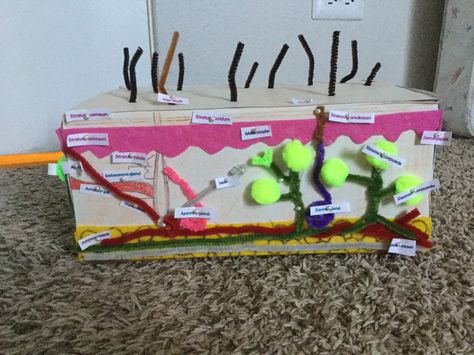 The Integumentary System 3d Integumentary System Project, Skin Tissue Box Project Anatomy, Integumentary System Project, Trees Art Drawing, Cosmetology Instructor, The Integumentary System, Apologia Anatomy, Body Systems Project, Skin Anatomy