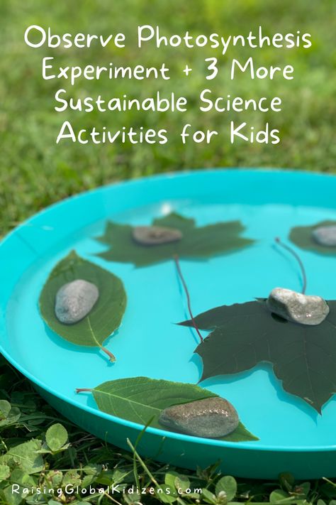 Photosynthesis Projects, 6th Grade Science Projects, Life Science Experiments, Benefits Of Seaweed, Photosynthesis Activities, Pollution Activities, Outdoor Science, Science Projects For Middle School, Elementary Science Classroom