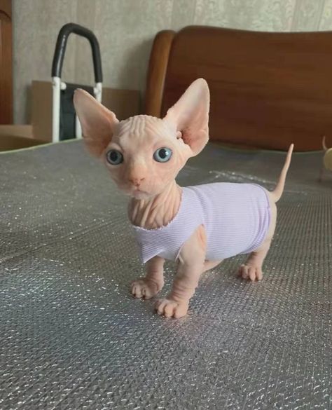 Cat Rooms, Hairless Kitten, Cute Hairless Cat, Lover Cats, Kitten Treats, Kitten Funny, Funny Looking Cats, Kitten Drawing, Sphinx Cat