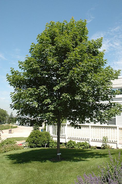 Click to view a full-size photo of Fall Fiesta Sugar Maple (Acer saccharum 'Bailsta') at Woldhuis Farms Sunrise Greenhouses Douglas Maple Tree, Amur Maple Tree, Tartarian Maple Tree, Apollo Maple Tree, Armstrong Gold Maple Tree, Full Size Photo, Soil Ph, Sugar Maple, Maple Tree