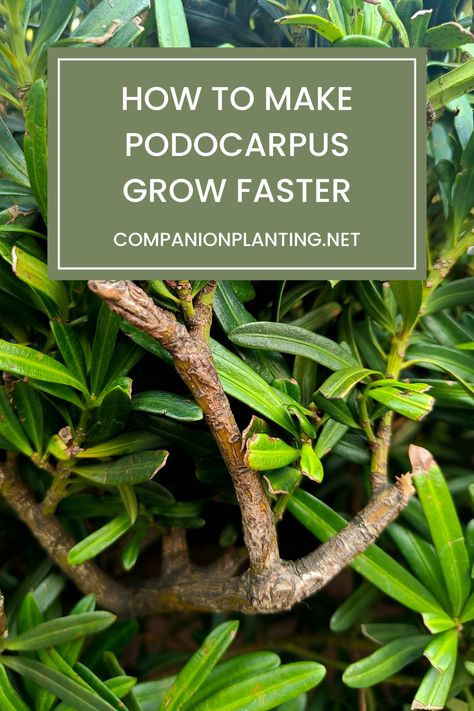 Podocarpus Hedge, Podocarpus Bonsai, Coastal Landscaping, Florida Gardening, Conifer Trees, Shade Flowers, Soil Testing, Fast Growing Plants, Evergreen Plants