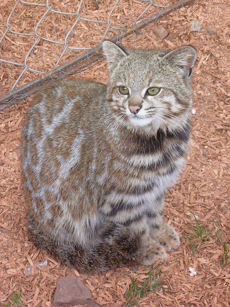 Andean Cat, Mountain Cat, Small Wild Cats, Cat Species, Rare Cats, Grey Fur, Exotic Cats, Andes Mountains, Domestic Cat