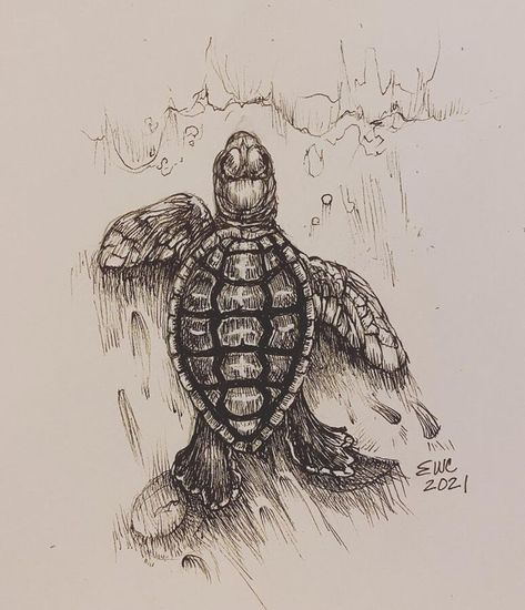 Turtle Animal Drawing Turtle Ink Drawing, Biro Animals Drawings, Pen Animal Sketch, Turtle Underwater Drawing, Sea Turtle Pencil Drawing, Turtle Drawings Sketches, Turtle Drawing Reference, Ink Drawing Animals, Art Inspiration Animals