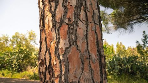 Pine Bark Extract: Uses, Benefits, and Side Effects Pine Bark Extract Benefits, Pycnogenol Benefits, Healthy Life Inspiration, Herbal Education, Medicinal Herbs Garden, Pine Bark, Herbs Garden, Southern Pine, Asthma Symptoms