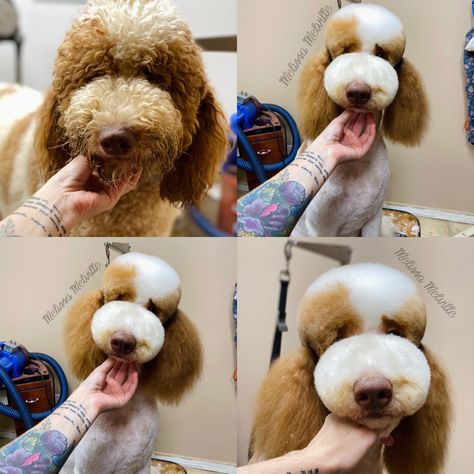 Dogs Haircut, Asian Fusion Grooming, Poodle Asian Fusion, Asian Fusion Poodle Grooming, Asian Fusion Dog Grooming, Poodle Creative Grooming, Asian Dogs, Phantom Poodle, Goldendoodle Haircuts