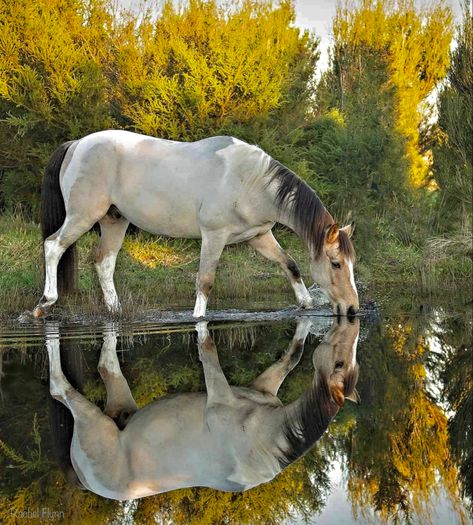 Water Reference, Horse Base, Buckskin Horses, Horse Art Ideas, Lake Animals, Pinto Horses, Horse Photography Poses, Horse Poses, Pinto Horse