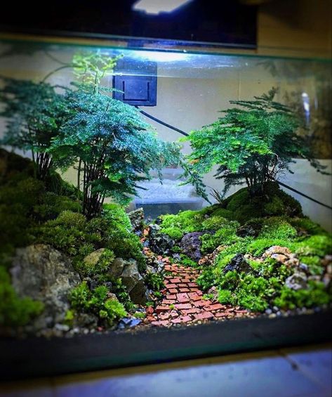 Large Terrarium Ideas Fish Tanks, Large Terrarium Ideas, Natural Aquarium Ideas, Big Terrarium, Zen Terrarium, Aquarium Architecture, Miniature Zen Garden, Large Terrarium, Amazing Aquariums