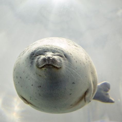 Oceana on Instagram: “When your weekend plans include having no plans at all. 😌 . 📷: Jane Rix” Seal Swimming, Funny Seal, Funny Seals, Sea Life Painting, Animals Aesthetic, Harbor Seal, Funny Animal Pics, Cute Seals, Animal Aesthetic