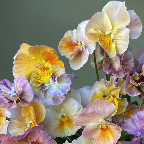 Pink Pansy Flowers, Pansy Varieties, Growing Pansies, August Flowers, Viola Flower, Pansy Flowers, Future Garden, Flower Farmer, Colors And Patterns