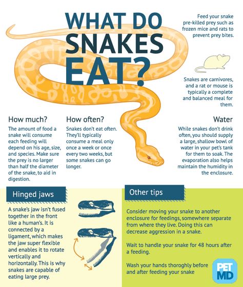 What Do Snakes Eat - Infographic. Snake Tank Ideas Diy, Corn Snake Care, Snake Care, Corn Snake Enclosure, Ball Python Pet, Ball Python Care, Snake Facts, Snake Terrarium, Snake Enclosure