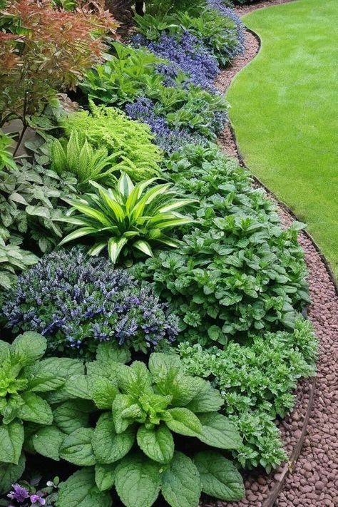 10 Hardy Ground Cover Plants Ground Cover Garden, Ground Cover Shade, Evergreen Groundcover, Flip House, Ground Covering, Creeping Jenny, Wet Spot, Covered Garden, Ground Cover Plants