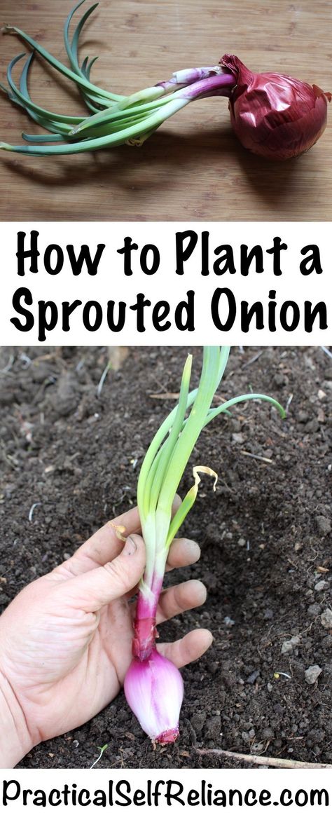 How to Plant a Sprouted Onion ~ Planting Sprouted Onions in the Garden Sprouted Onions, Onion Planting, Onion Garden, Growing Onions, Planting Onions, Organic Vegetable Garden, Magic Garden, Home Vegetable Garden, Organic Gardening Tips