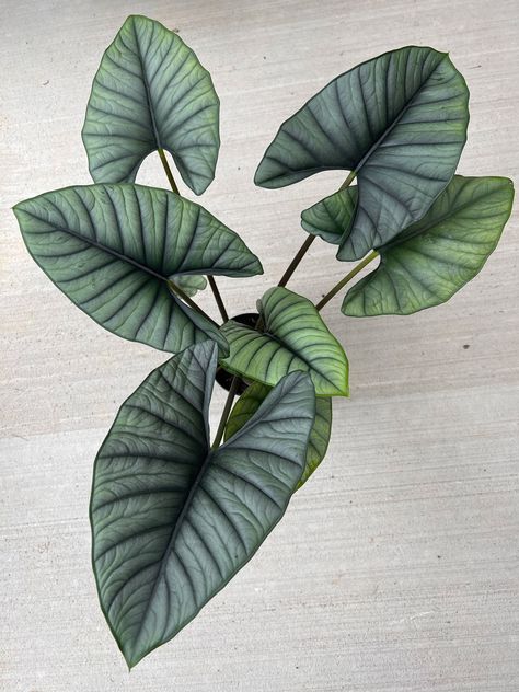 alocasia-nebula Alocasia Nebula, Orchid Bark, Landscaping Supplies, Different Shades Of Green, Room With Plants, Shade Plants, Blue Leaves, Plant Mom, Plant Needs