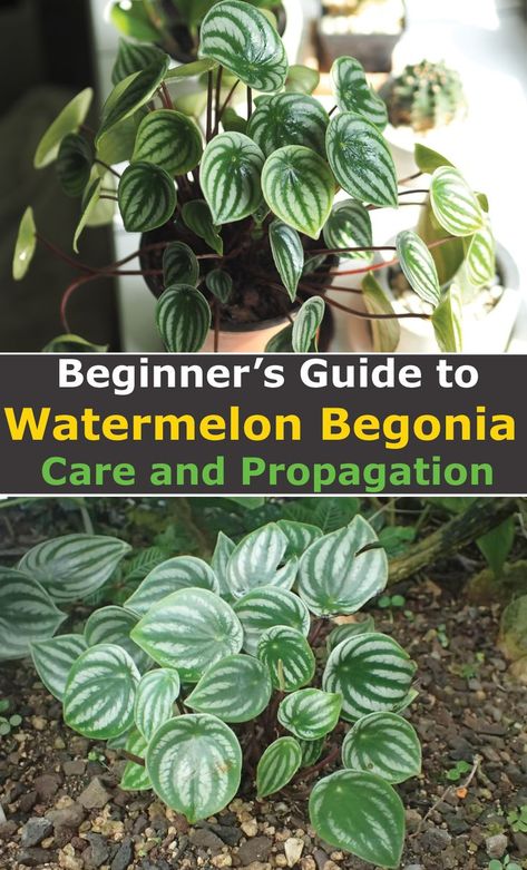 Cat Safe House Plants, Safe House Plants, Watermelon Peperomia, How To Grow Watermelon, Growing Vegetables In Pots, Diy Container Gardening, Watermelon Plant, Peperomia Plant, Watermelon Rind